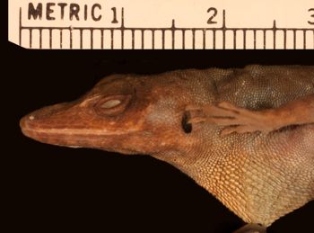 Media type: image;   Herpetology R-110295